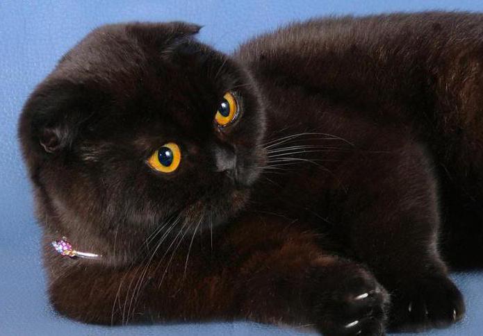 Britanska crna mačka: opis, značajke, značajke i recenzije