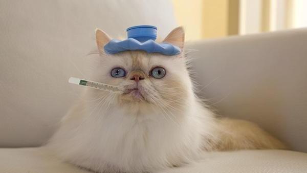 Kako se prenosi virusna leukemija mačaka? Simptomi i liječenje