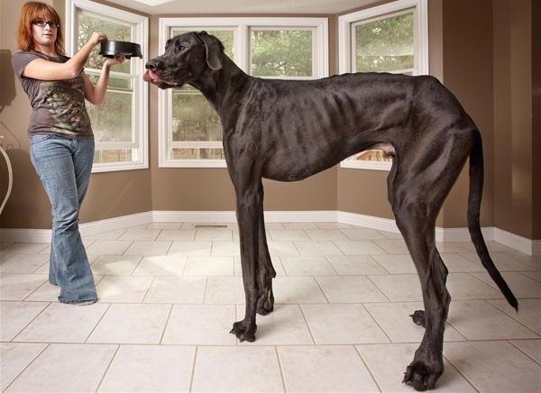 Koja je najveća pasmina pasa na svijetu?