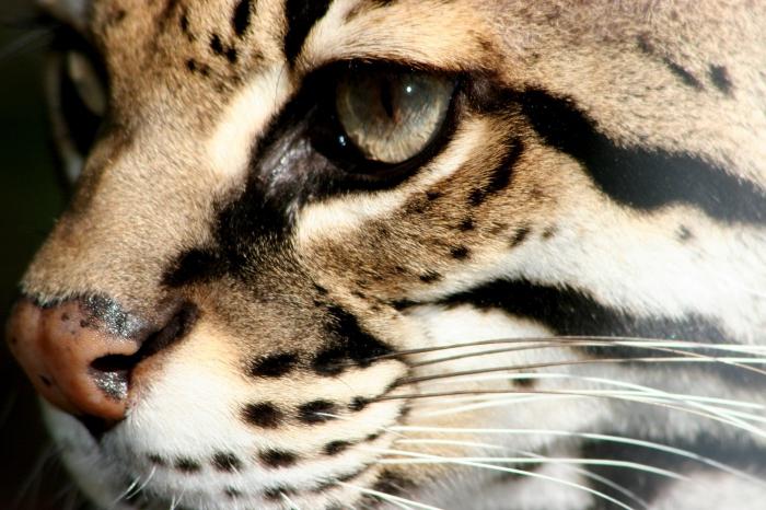 Leopard mačka - mali grabežljivac