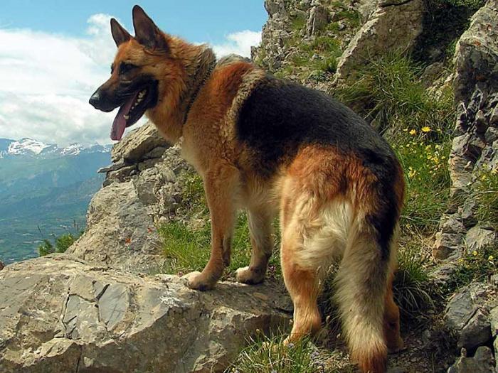 Pas: koliko godina ova životinja živi