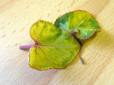 Smrt biljke ili Zašto ciklamen ima žuto lišće?
