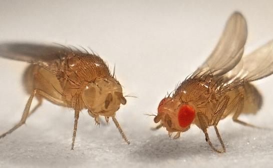 Uznemirujuće letjeti drosophila: kako se nositi s njima i kako spriječiti njihovo pojavljivanje