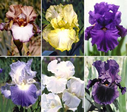 Zašto iris ne cvijet? Glavni razlozi
