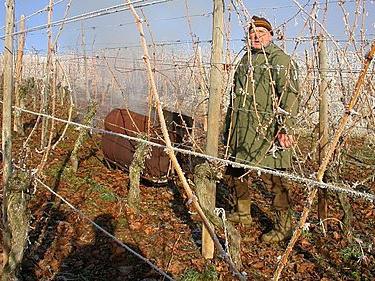 Priprema grožđa za zimu u Urala: što učiniti kako bi se spriječilo da se loza postane zamrznuta