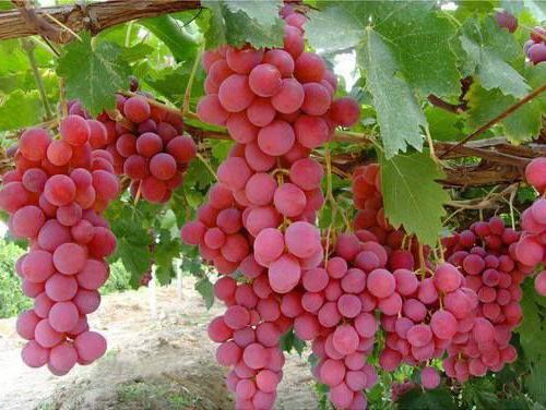 Grapes Vodograi: bogata rodna zemlja!
