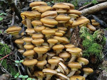 Zašto sanjati o prikupljanju gljiva u šumi? Što kažu knjige iz snova?