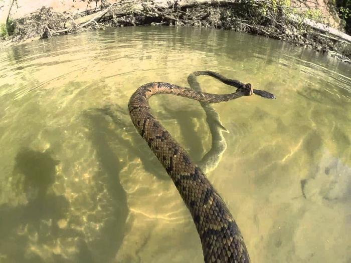 Zašto zmije u vodi? Što to znači ako zmija zalijeva u vodi u snu?