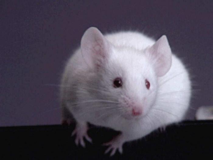 Dream Interpretation: zašto bijeli štakori san