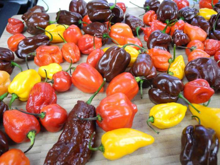 različite vrste i načine očuvanja slatkog bugarskog paprika