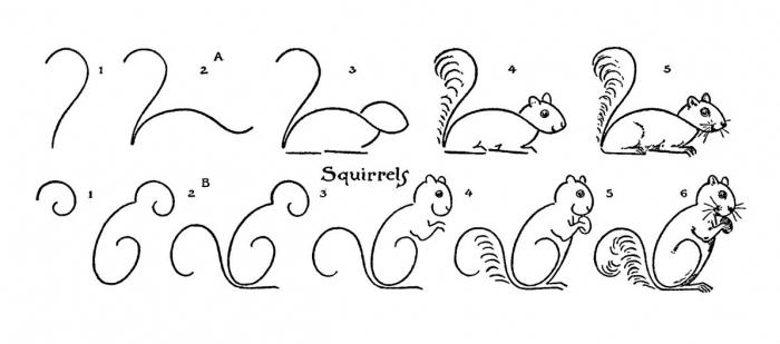 Kako crtati vjeverica jednostavno i brzo?