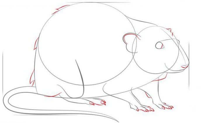 Kako nacrtati štakora u fazama