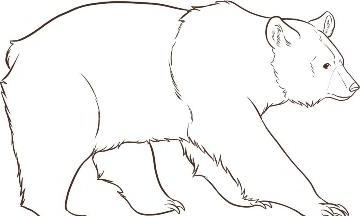 kako nacrtati medvjeda u fazama