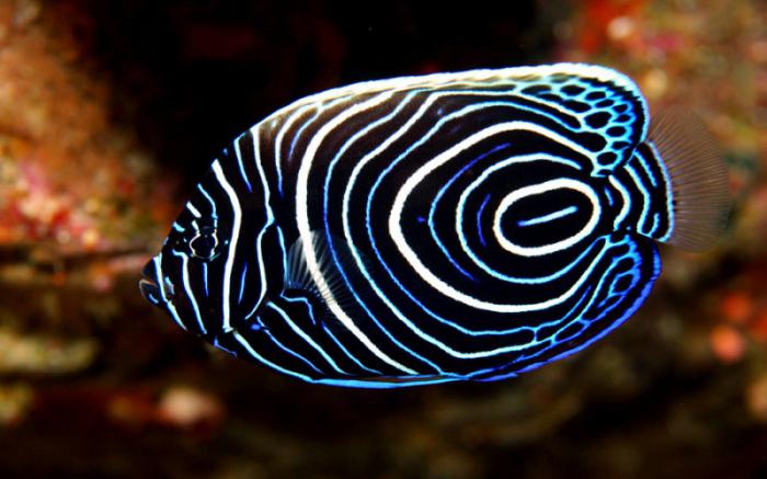 zanimljive činjenice iz života riba