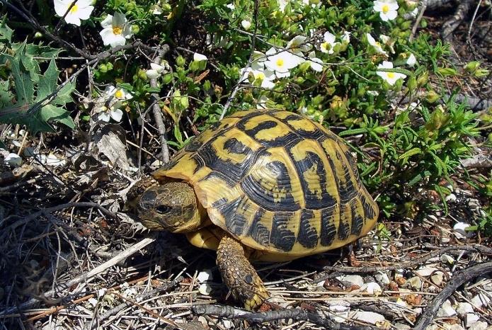 Kako odrediti starost kornjače? Dva jednostavna načina