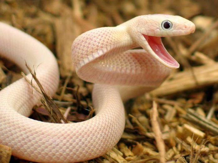 Lijepa zmija. Imena i opis zmija
