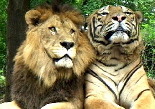 Tko je jači - lav ili tigar? Bitka Titanaca