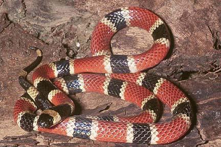 Vrlo otrovna zmija obitelji aspidida: neki predstavnici i njihova opasnost
