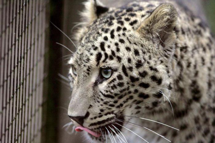 Azijski leopard. Nestajanje izgleda. opis