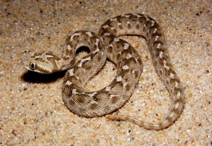 Pustinjska zmija ef: opis, stanište i opasnost za ljude