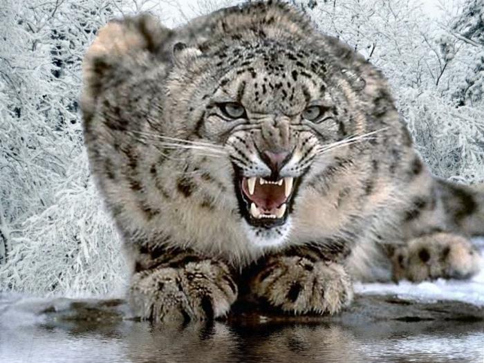 životinjski snijeg leopard