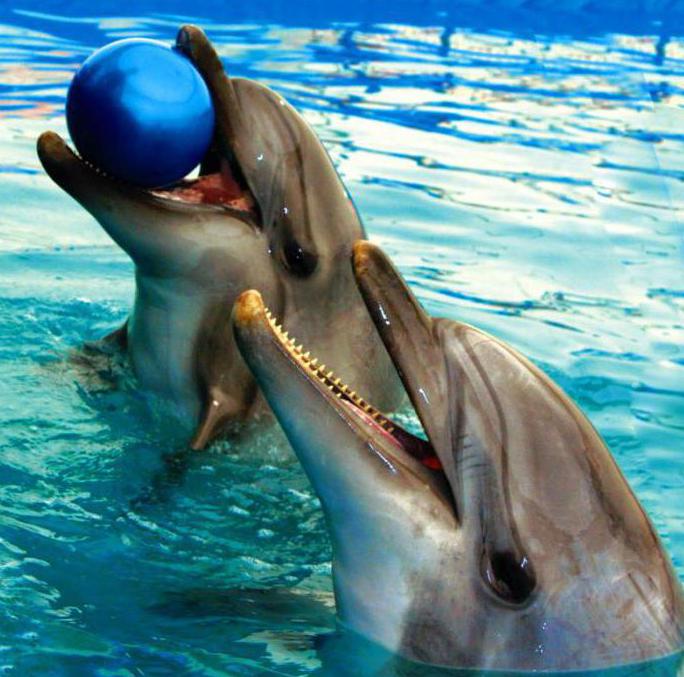 Dolphinarium on 