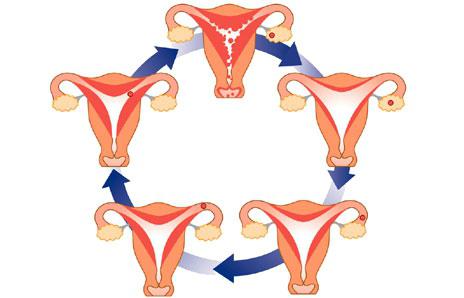 kada se menstruacija javlja nakon poroda