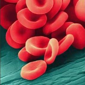 Leukociti u krvi: norma za osobu u različitim razdobljima svog života