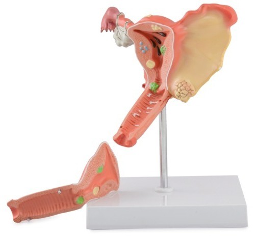 Anatomija genitourinarnog sustava