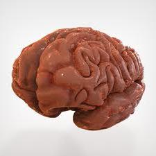 Struktura ljudskog mozga. Što je ispod lubanje?